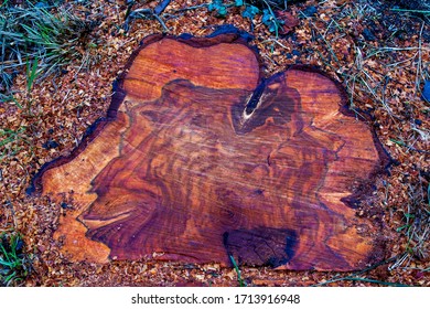 Zoom Cut On Tree Trunk, On Natural Field