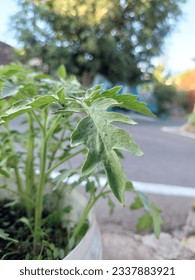 zoom focus tomato plant at street