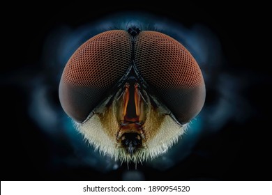 the zoom head of the fly