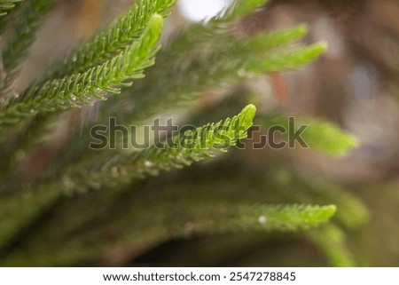 Zoom naturaleza green in detail