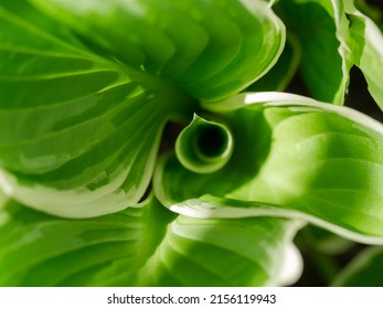 Zoom on blurred hosta leaf - Shutterstock ID 2156119943