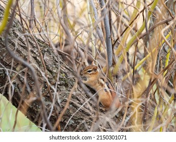 Zoom On The Little Chipmunk
