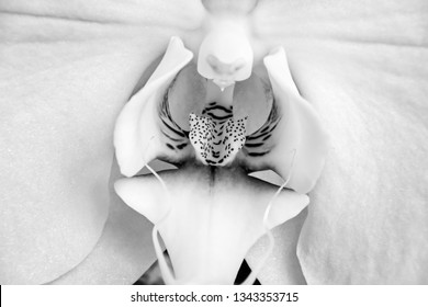 Zoom In On Phalaenopsis Orchid With Striped Inside Of Pure White Flower With Visible Texture Of The Petals And Fine Sparks, Monochrome.