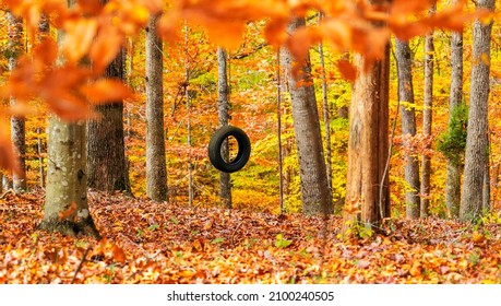 Zoom out of an old tire swing hangs, inviting play, in the woods on a sunny, breezy day with trees adorned in their autumn foliage.