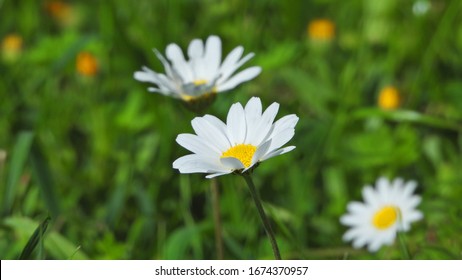 Butterfly Zoom 图片 库存照片和矢量图 Shutterstock