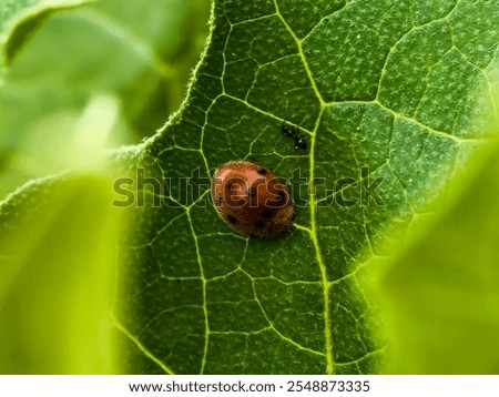 Similar – ladybird larva Environment