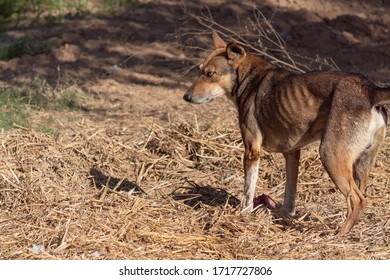 Zoom In Shot Of A Stray Dog Looking Away Steady And A Dead Bird 