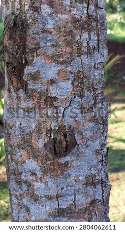 The zoom texture from the branch of the tree
