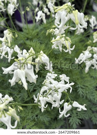 Zoomed in image of multiple clusters of Dicentra 'Amore Titanium' commonly known as the bleeding heart plant