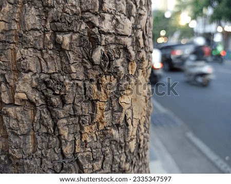 Zoomed photo of tree with street in background on the right