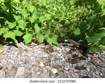 Zoomed in view of tiny lizard on the ground with bushes in the background