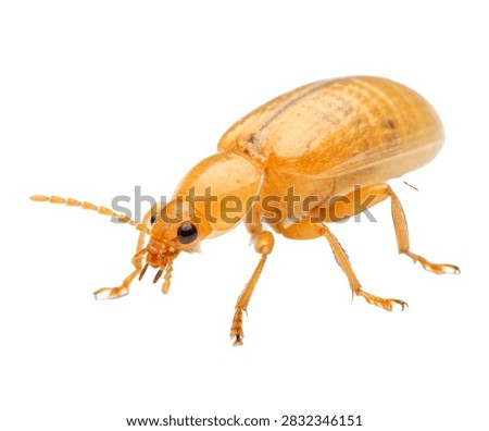 Zorapteran Tiny Soft Bodied Pale Amber Insect Wit Isolated On White Background