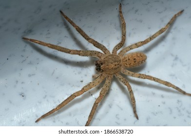 166 Arachnid Watch Images, Stock Photos & Vectors | Shutterstock