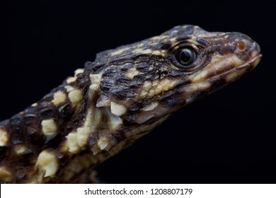 Zoutpansberg Girdled Lizard (Smaug Warreni Depressus)