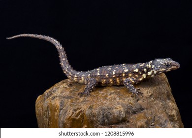 Zoutpansberg Girdled Lizard (Smaug Warreni Depressus)