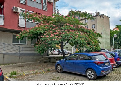 Zrenjanin, Serbia, July 04, 2020. The Beautiful Albicans Tree In The City In The Car Park Maintains A Beautiful Shade And Captivates With The Scent Of Flowers.