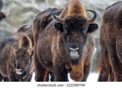 Zubr On Meadow National Park Stock Photo 1221989749 | Shutterstock