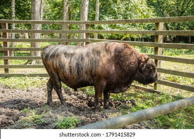 zubron-hybrid-domestic-cattle-european-2