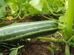 Zucchini, Courgette Or Baby Marrow, Cucurbita Pepo Is A Summer Squash, A Vining Herbaceous Plant Whose Fruit Are Harvested When Immature Seeds And Epicarp Rind Are Still Soft And Edible. Greenhouse