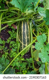 Zucchini Or Courgette Growing Big From The Plant