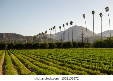 Zucchini fields with an orange grove in the background. Also lined with the historic palm trees leading into Fillmore California.