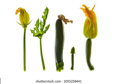 10,191 Zucchini blossoms Images, Stock Photos & Vectors | Shutterstock