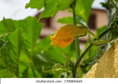 Zucchini Flowers-blossoms In Natural Environment. Fried Zucchini Blossoms Are A Traditional Cucina Povera Type Of Recipe In Greece And Italy. Zucchini Plant. Zucchini Flower.