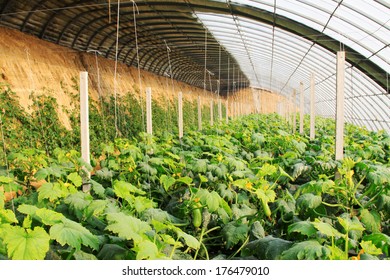 2,893 Zucchini Greenhouse Images, Stock Photos & Vectors | Shutterstock