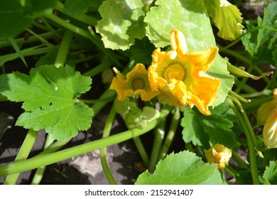 Zucchini or zucchini grown organically, abundantly bloom and bear fruit, providing a constant supply of summer vegetables. Home garden.Suitable for postcards and banners, posters, books.