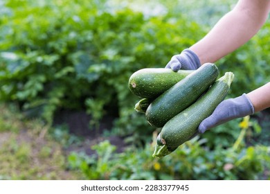 zucchini in the hands of a farmer, the concept of harvesting and gardening, a place for text.