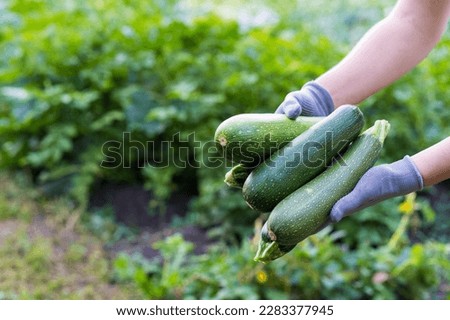 zucchini in the hands of a farmer, the concept of harvesting and gardening, a place for text.