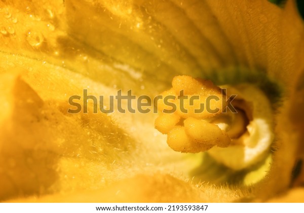 Zucchini male flower close up. Perspective view of\
large yellow orange pollen from zucchini, summer squash or gourd\
family plant. Can be pollinated by insects or by hand. Selective\
focus on polen.