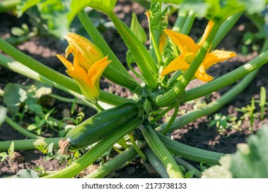zucchini plant in the garden garden blooms and bears fruit in summer, organic vegetables