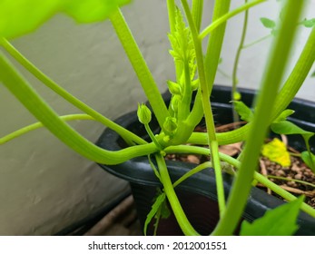 A Zucchini Plant Little Flower Buds