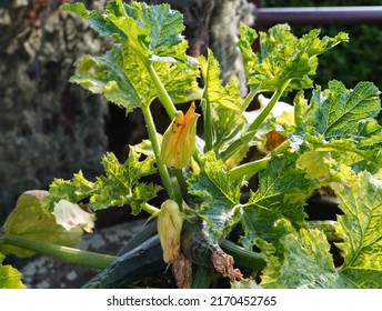 Zucchini Plant In A Pot. We See A Distinctive And Large Flower That Is Orange In Color.