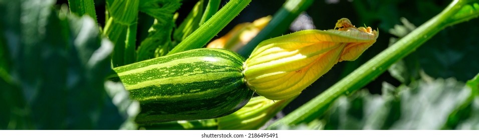 Zucchini Plant, Summer Squash, Growing In A Sunny Summer Garden, Vegetable With Orange Flower Still Attached
