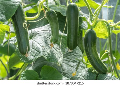 Zucchini plants. Planting and Harvesting