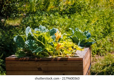 Zucchini Yellow Flowers In Raised Bed. Community Gardening Background With Zucchini Plants