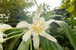 Zurich, Switzerland, April 20, 2023 Pamianthe Peruviana Or Giant Peruvian Daffodil Flower At The Botanical Garden