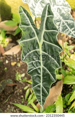 Zurich, Switzerland, May 22, 2023 Kris plant or Alocasia Sanderiana at the botanical garden