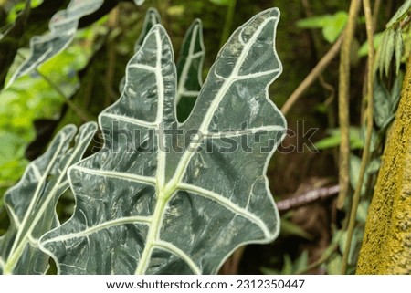 Zurich, Switzerland, May 22, 2023 Kris plant or Alocasia Sanderiana at the botanical garden