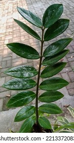 Zuzu Plant Or Zamioculcas Zamiifolia 