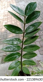 Zuzu Plant Or Zamioculcas Zamiifolia 