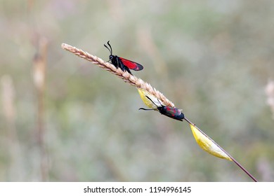 Zygaena filipendulae - The only British burnet moth with six red spots on each forewing. Nature macro with selective focus of emerging moths and mating.