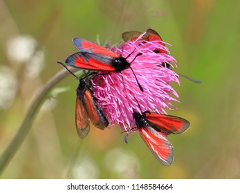 Zygaena Purpuralis, Red Colored Moth, Ötztal Alps In Tyrol, Austria
