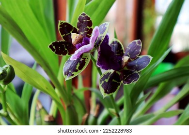 Zygopetalum. Blooming purple orchid close up - Shutterstock ID 2252228983
