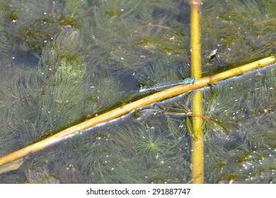 Zygoptera