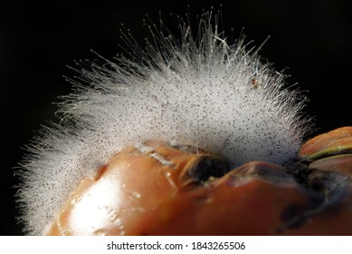 Zygote Fungus (Zygomycota) Growing On Overripe Damaged Tomato Form Fantastic Worlds. Image With Shallow Depth Of Field