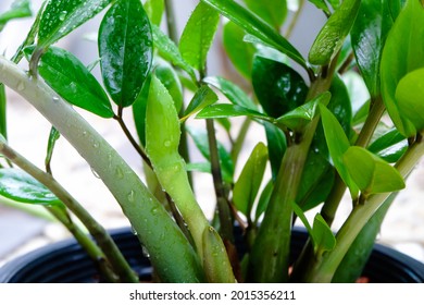 ZZ Plant (Zamioculcas Zamiifolia) put forth fresh flower, low maintenance, low water and easy to care for house plant, Air Purifier tree.