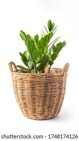 ZZ Plant or  Zanzibar Gem in pot isolated on white background